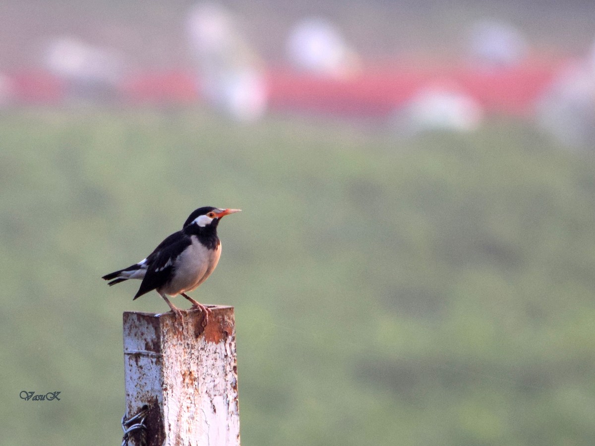 Indian Pied Starling - CDR Vasudeva Rao Krishnan