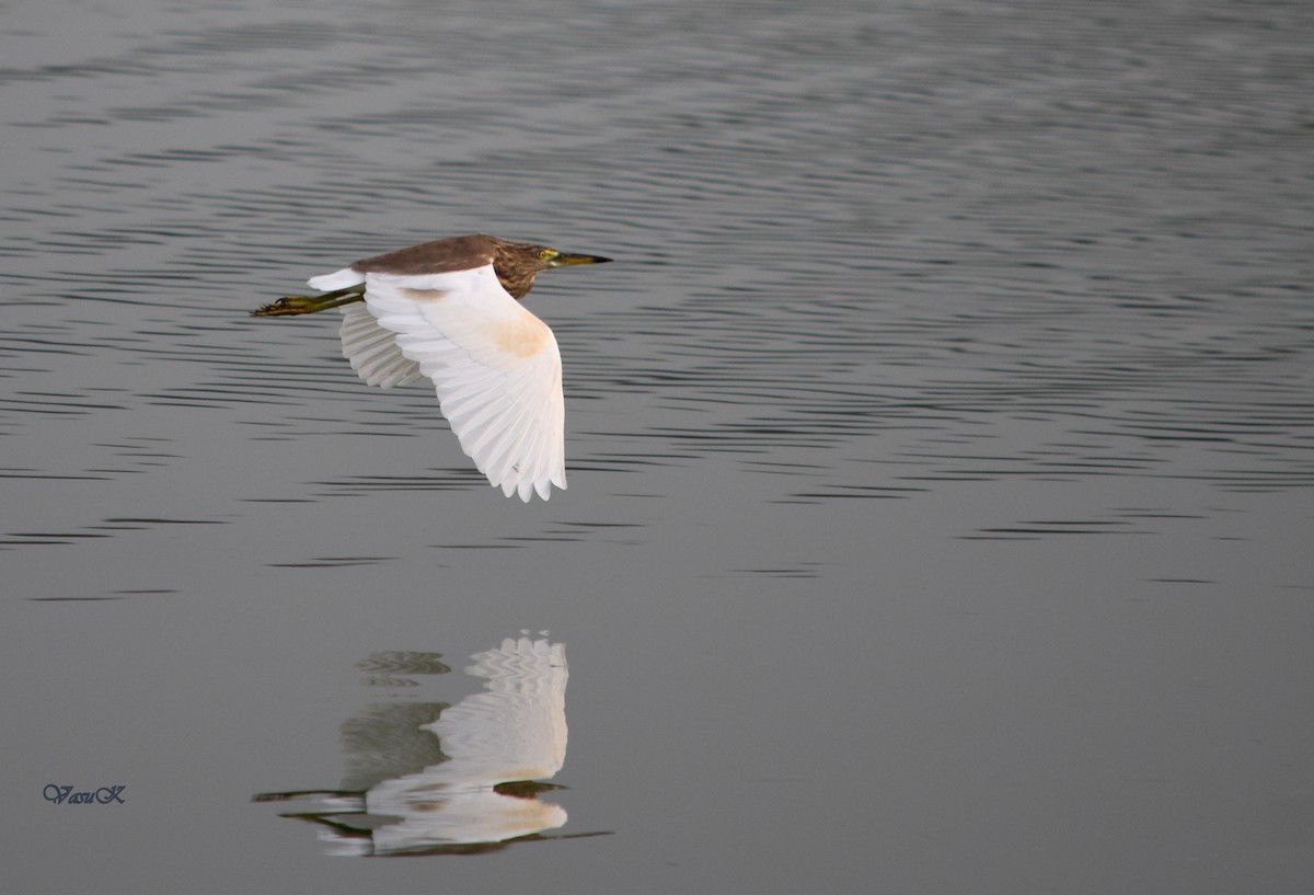 Indian Pond-Heron - CDR Vasudeva Rao Krishnan