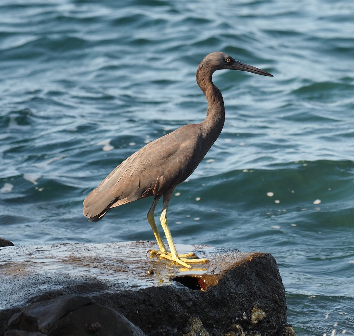 Pacific Reef-Heron - ML208923981