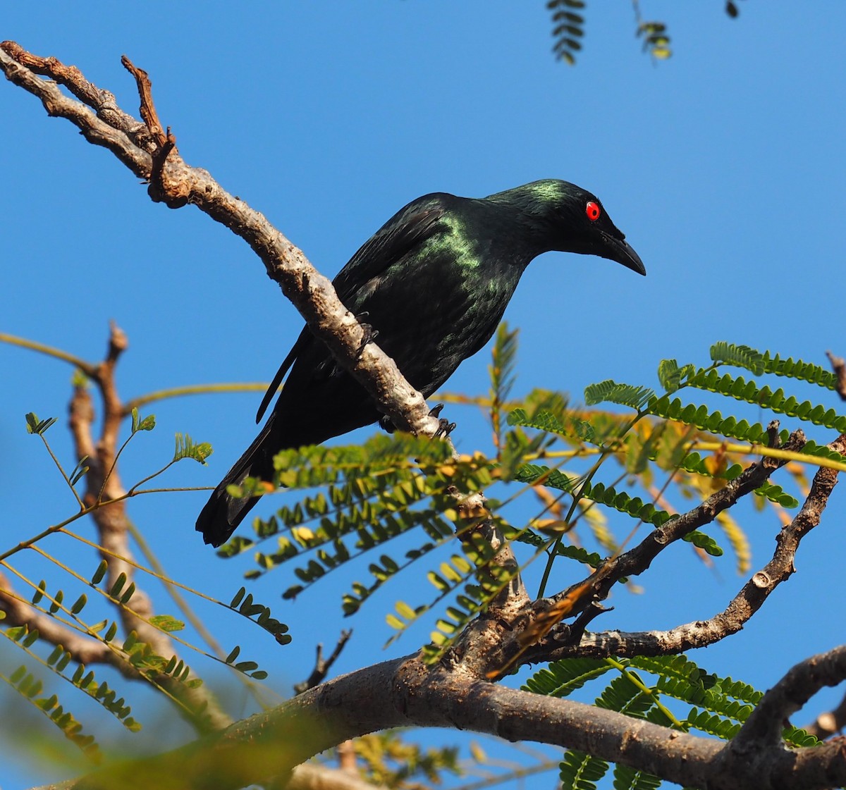 Asian Glossy Starling - Mark Stevenson