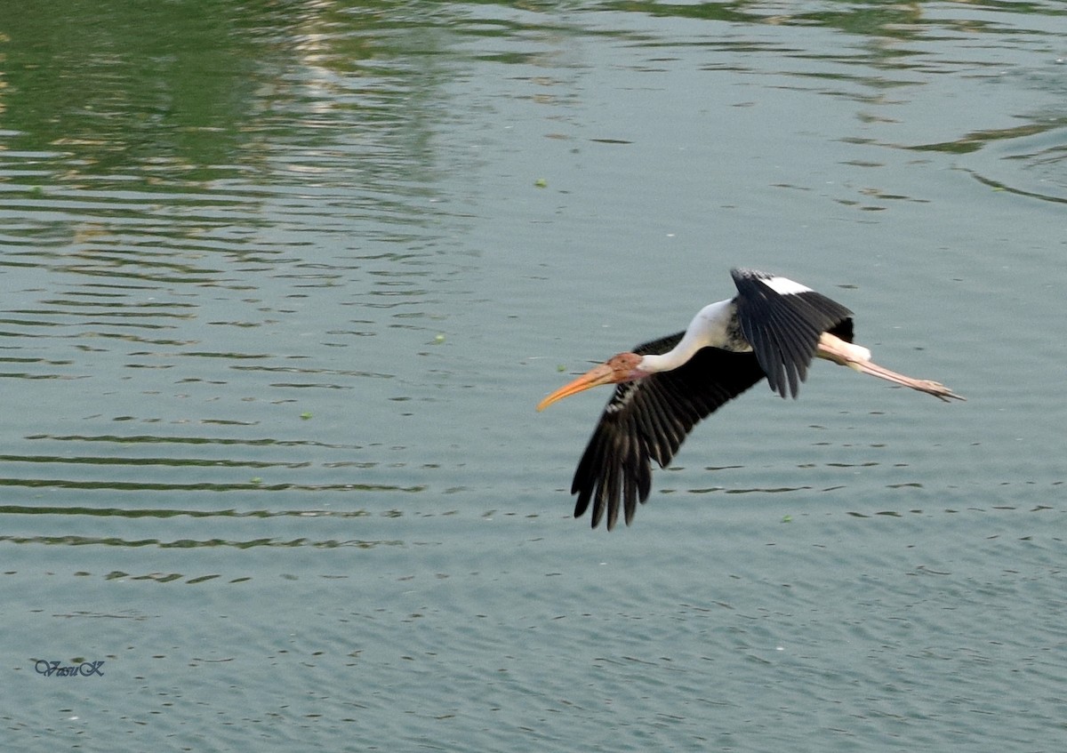 Painted Stork - CDR Vasudeva Rao Krishnan