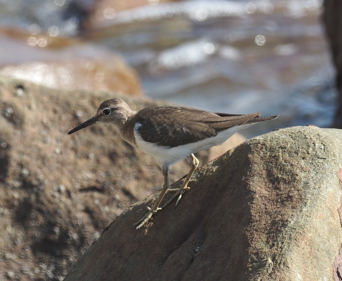 Common Sandpiper - ML208924141