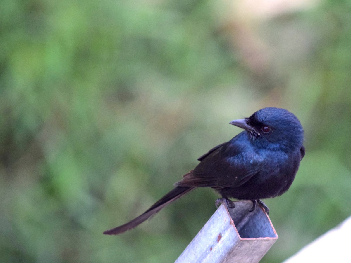 Ashy Drongo - CDR Vasudeva Rao Krishnan