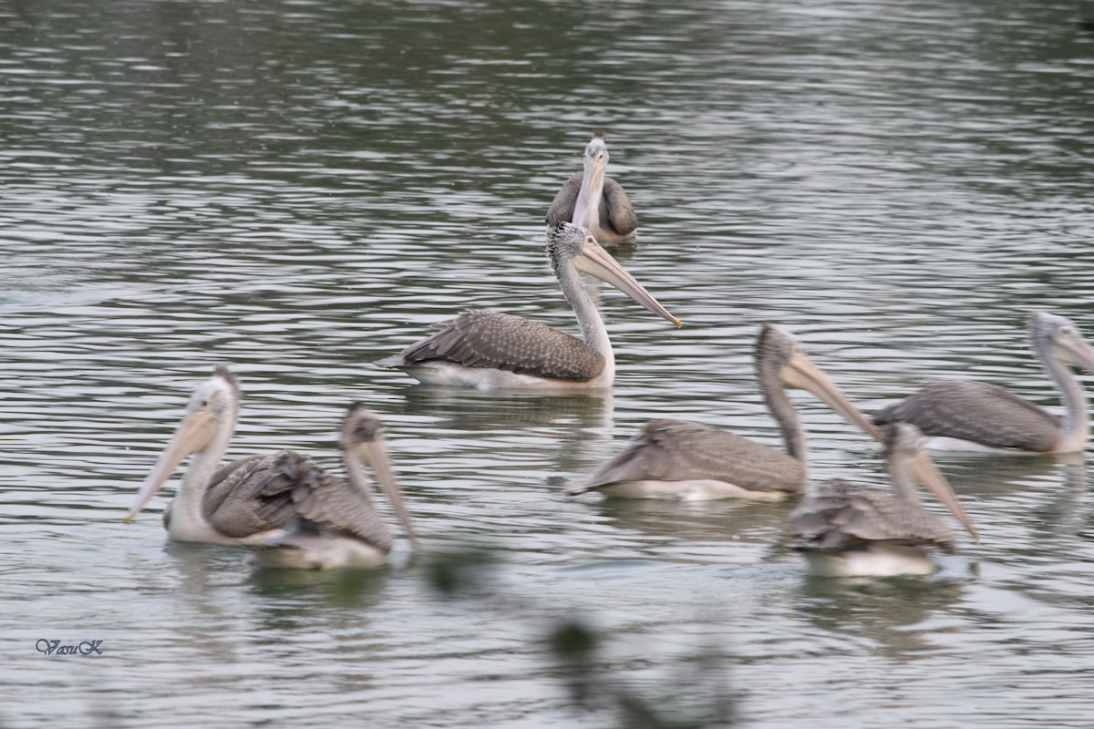 Spot-billed Pelican - ML208924421