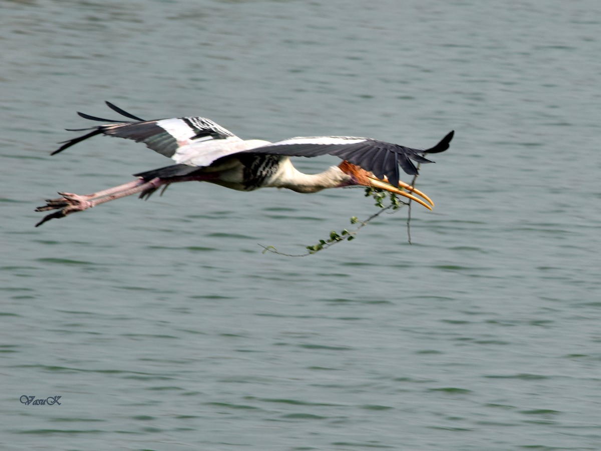 Painted Stork - ML208924491