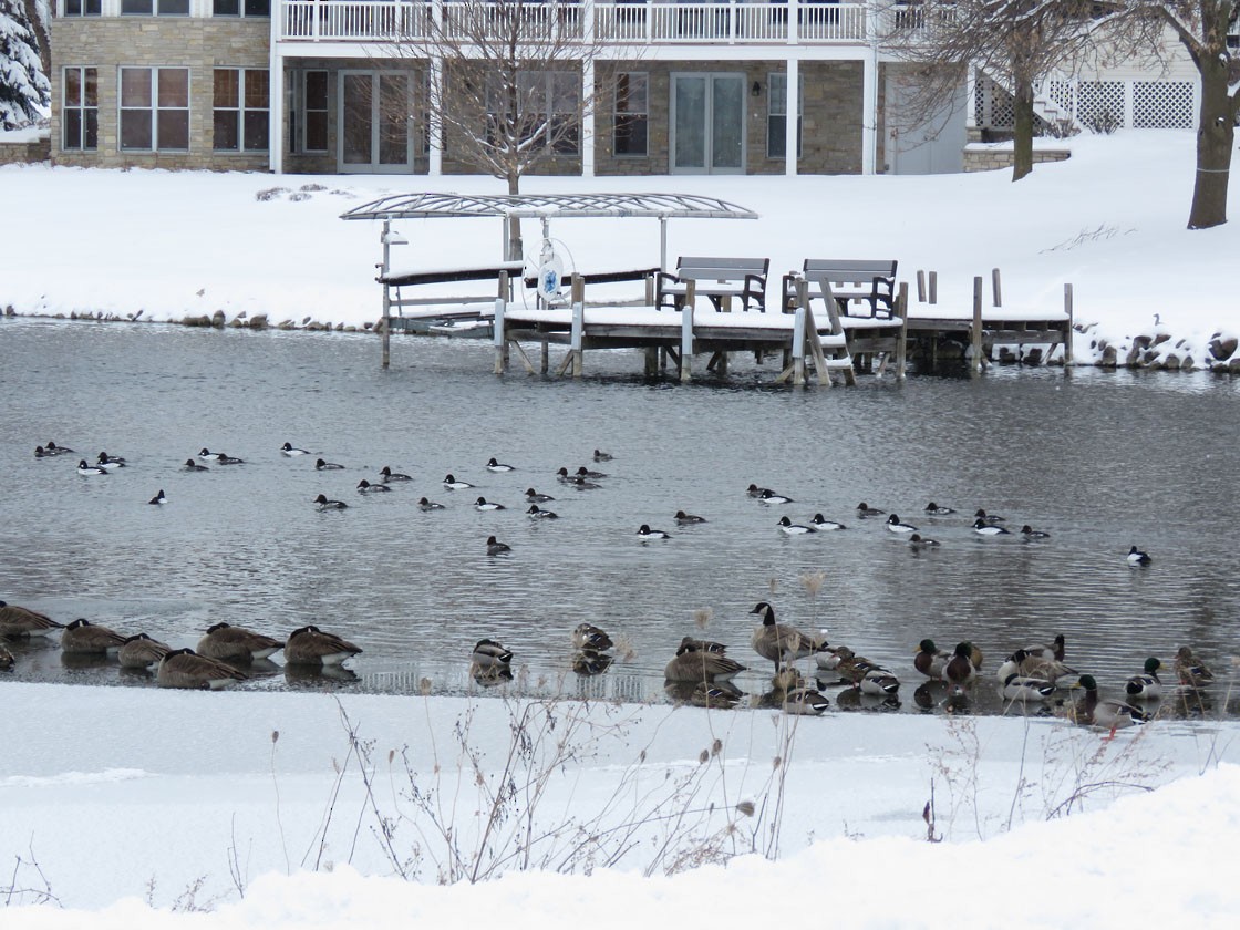 Common Goldeneye - ML208924581