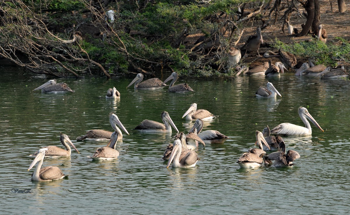 pelikán skvrnozobý - ML208924671