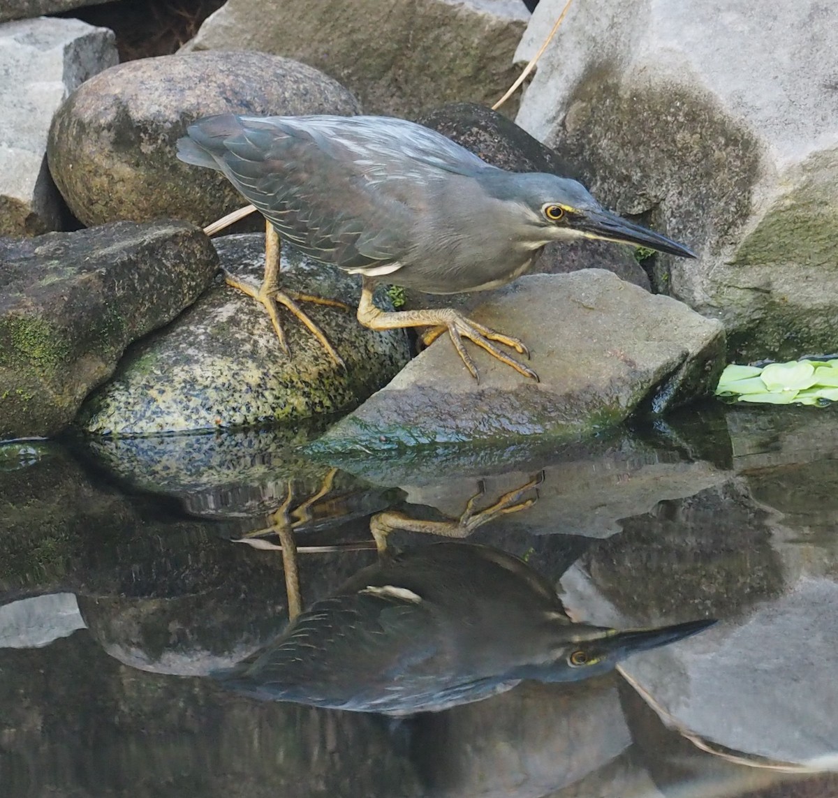 Striated Heron - ML208925441