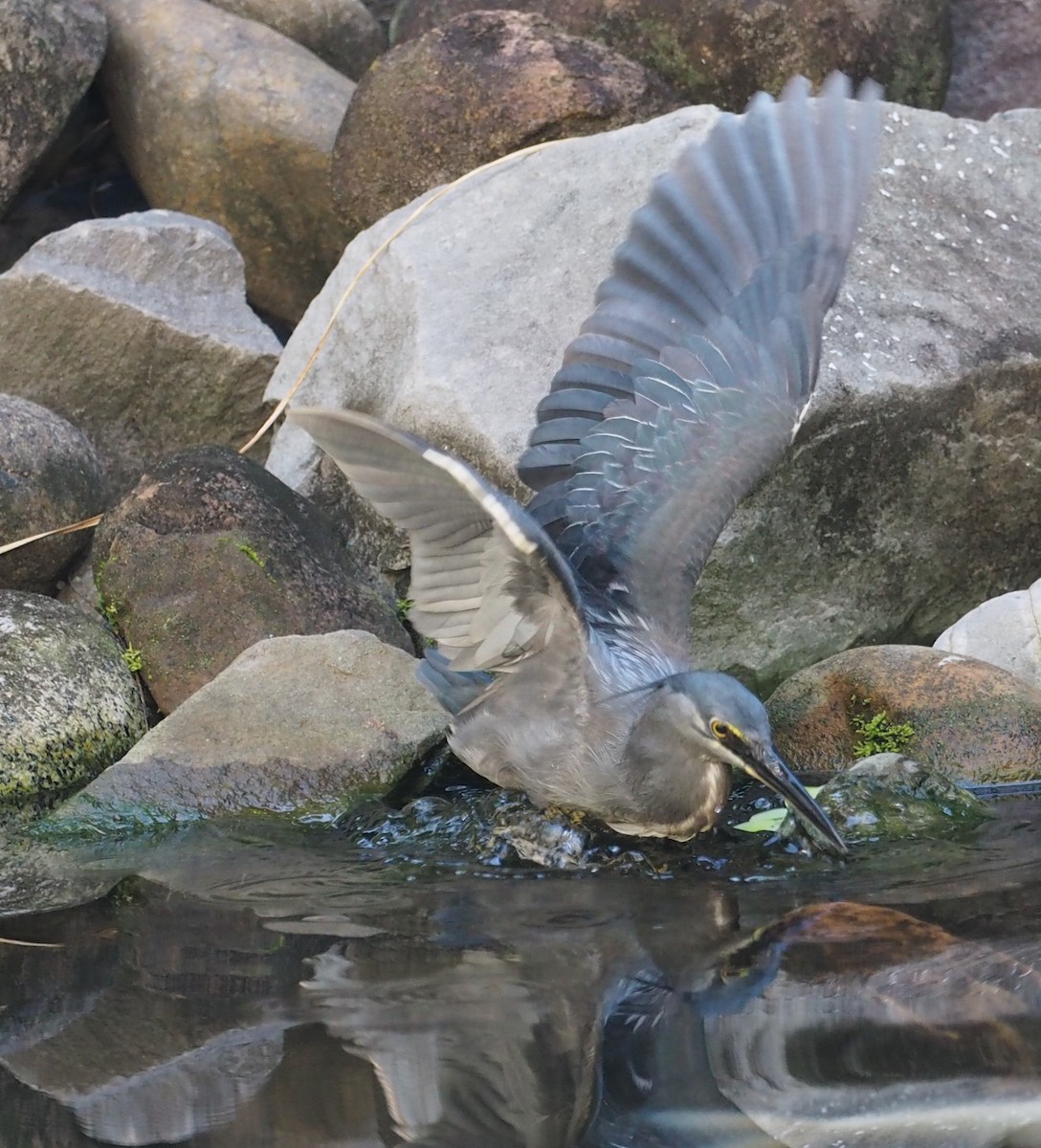 Striated Heron - ML208925451