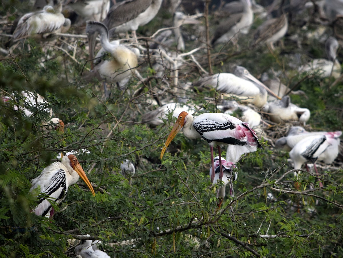 Painted Stork - ML208925771