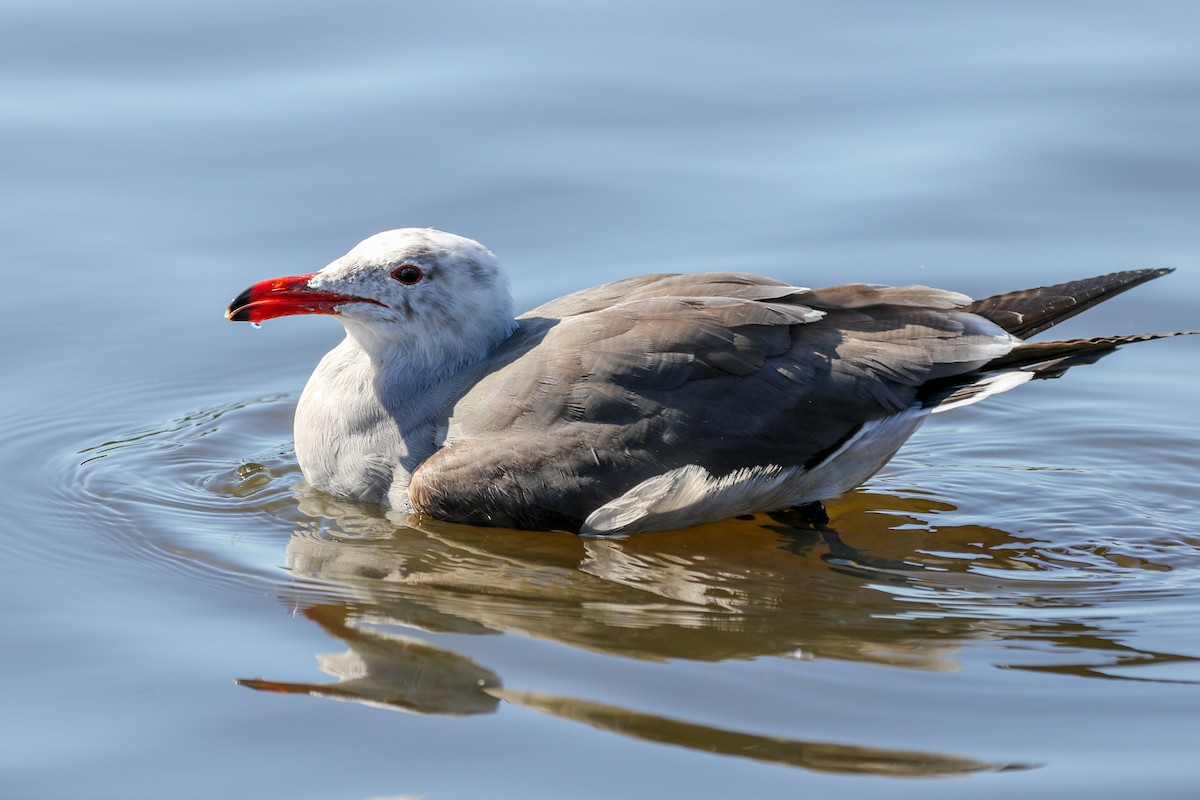 Heermann's Gull - David Blue