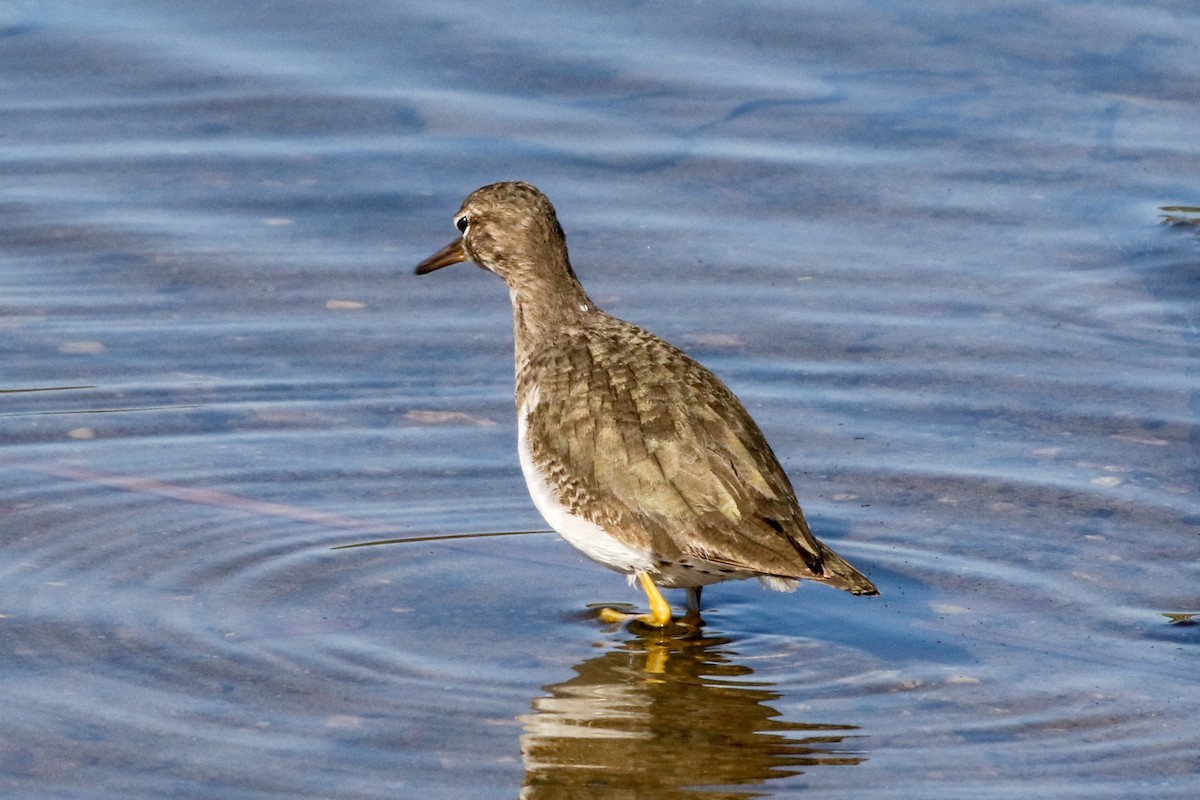 Spotted Sandpiper - ML208927571