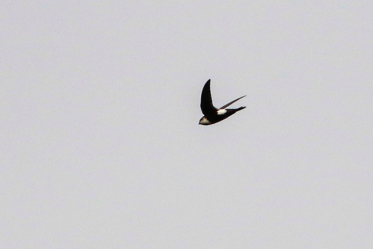 White-throated Swift - Byron Stone