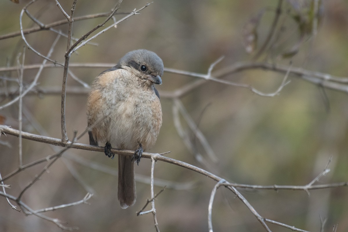 Gray-backed Shrike - ML208929001