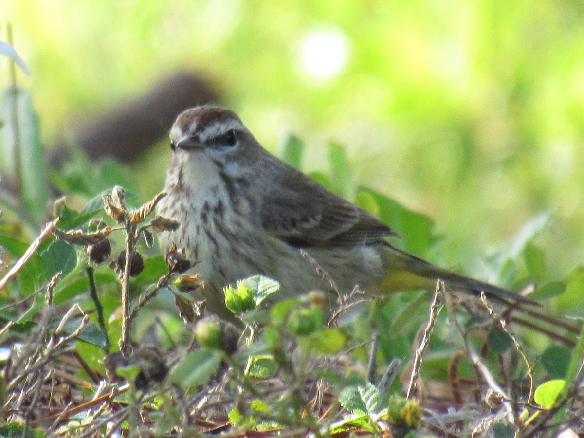 Palm Warbler (Western) - Janet Saczawa