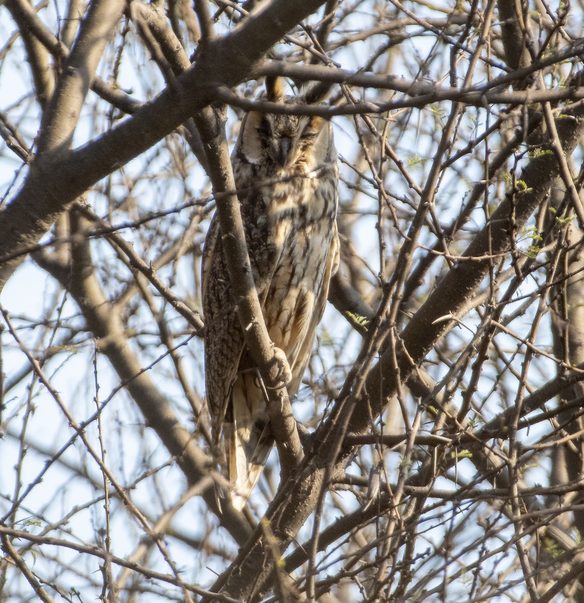 Long-eared Owl - Harshil Sharma