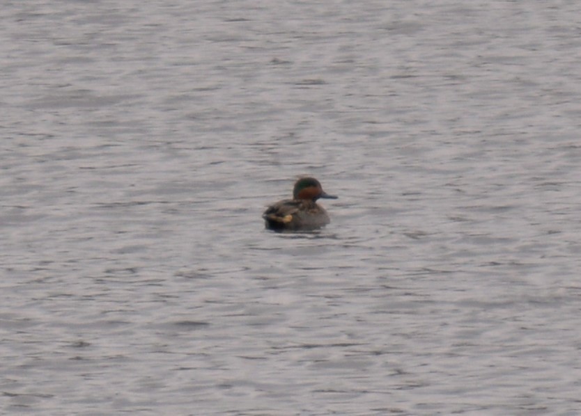 Green-winged Teal - ML208932041