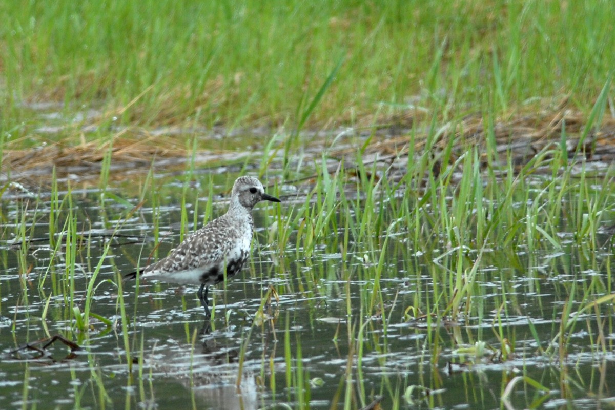 Black-bellied Plover - ML20893251