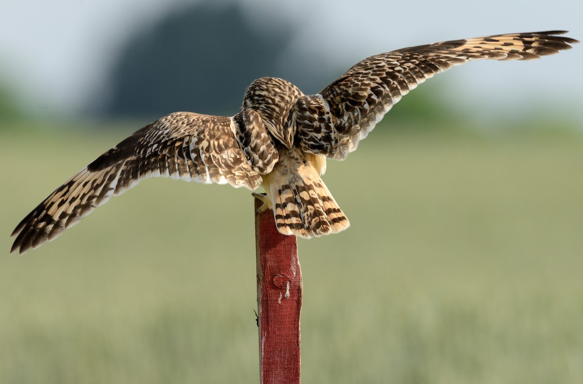 Short-eared Owl - Pavel Štěpánek