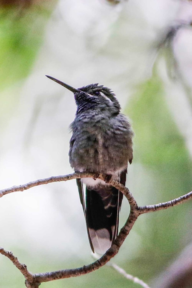 Colibri à gorge bleue - ML208933531