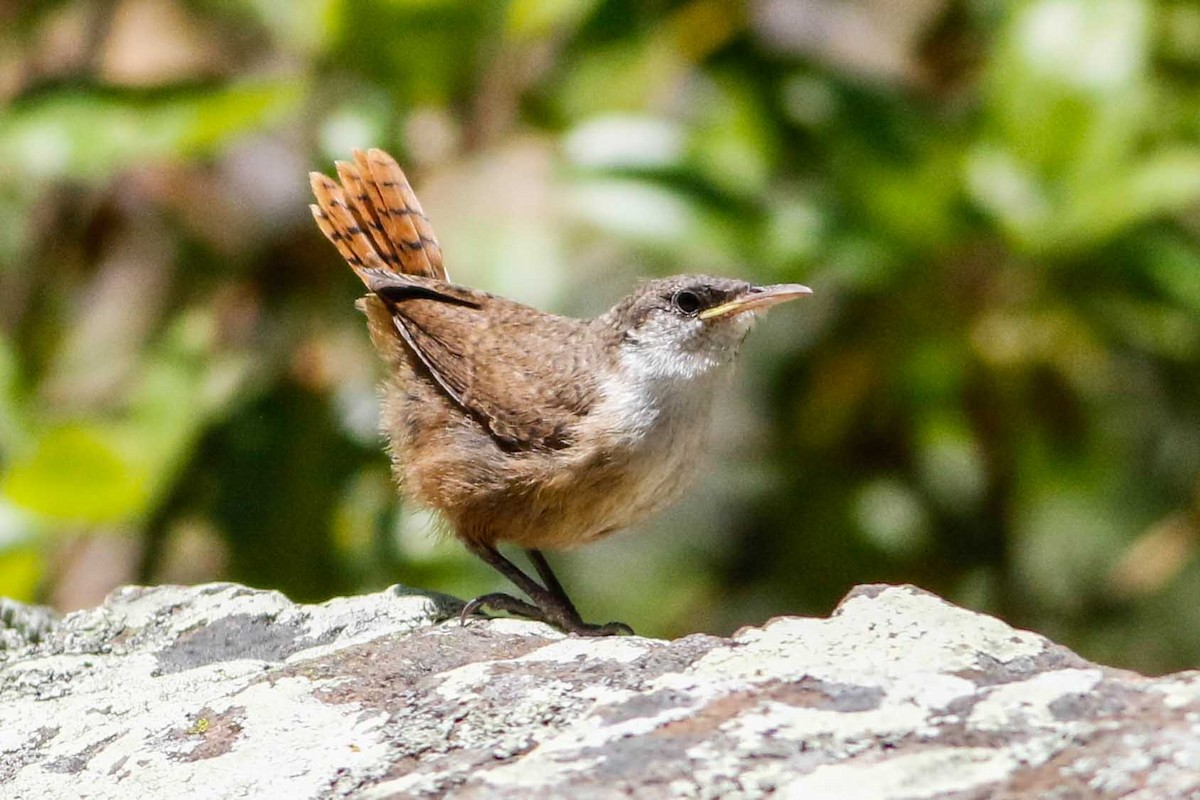 Canyon Wren - Byron Stone