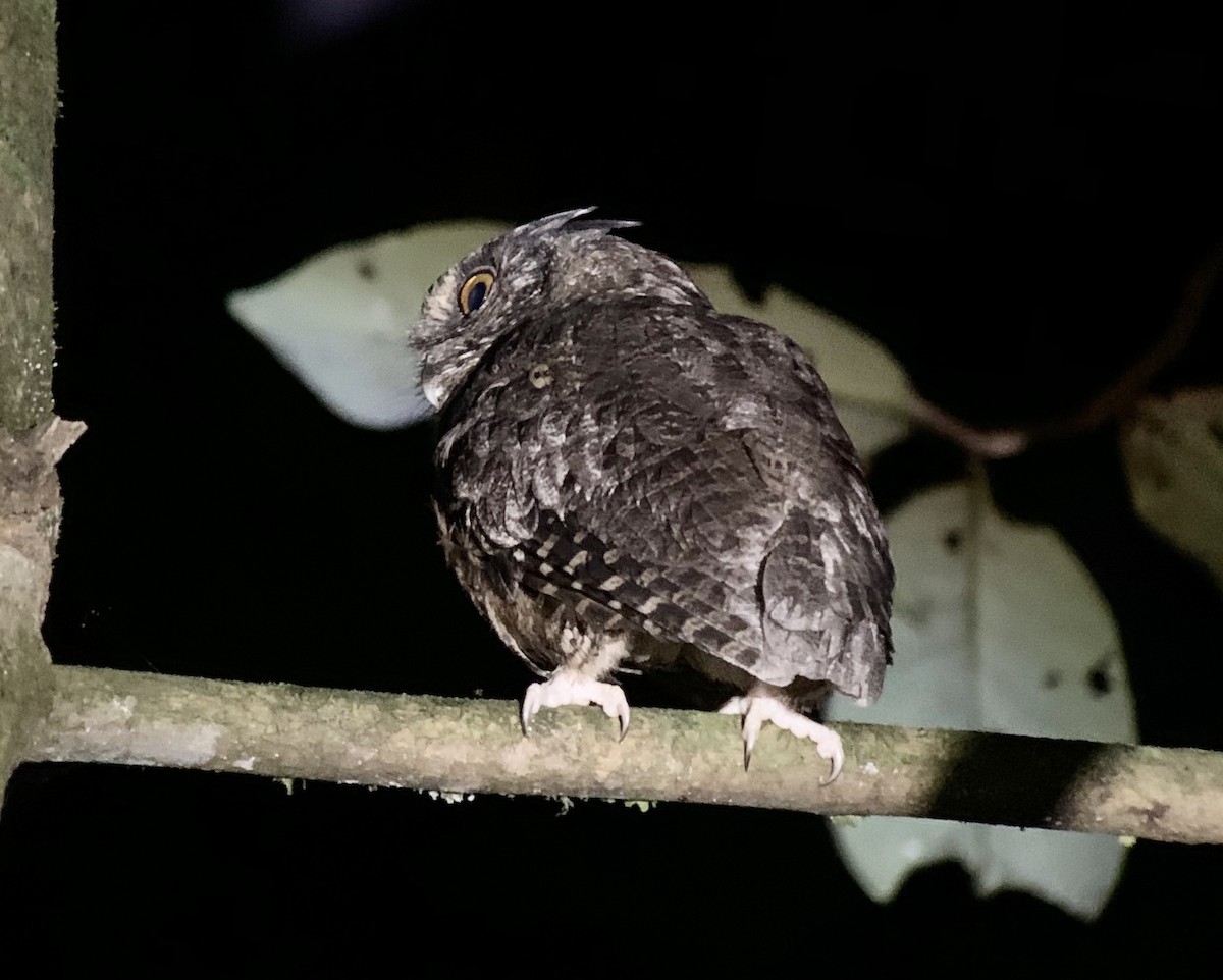 Tawny-bellied Screech-Owl - ML208935461