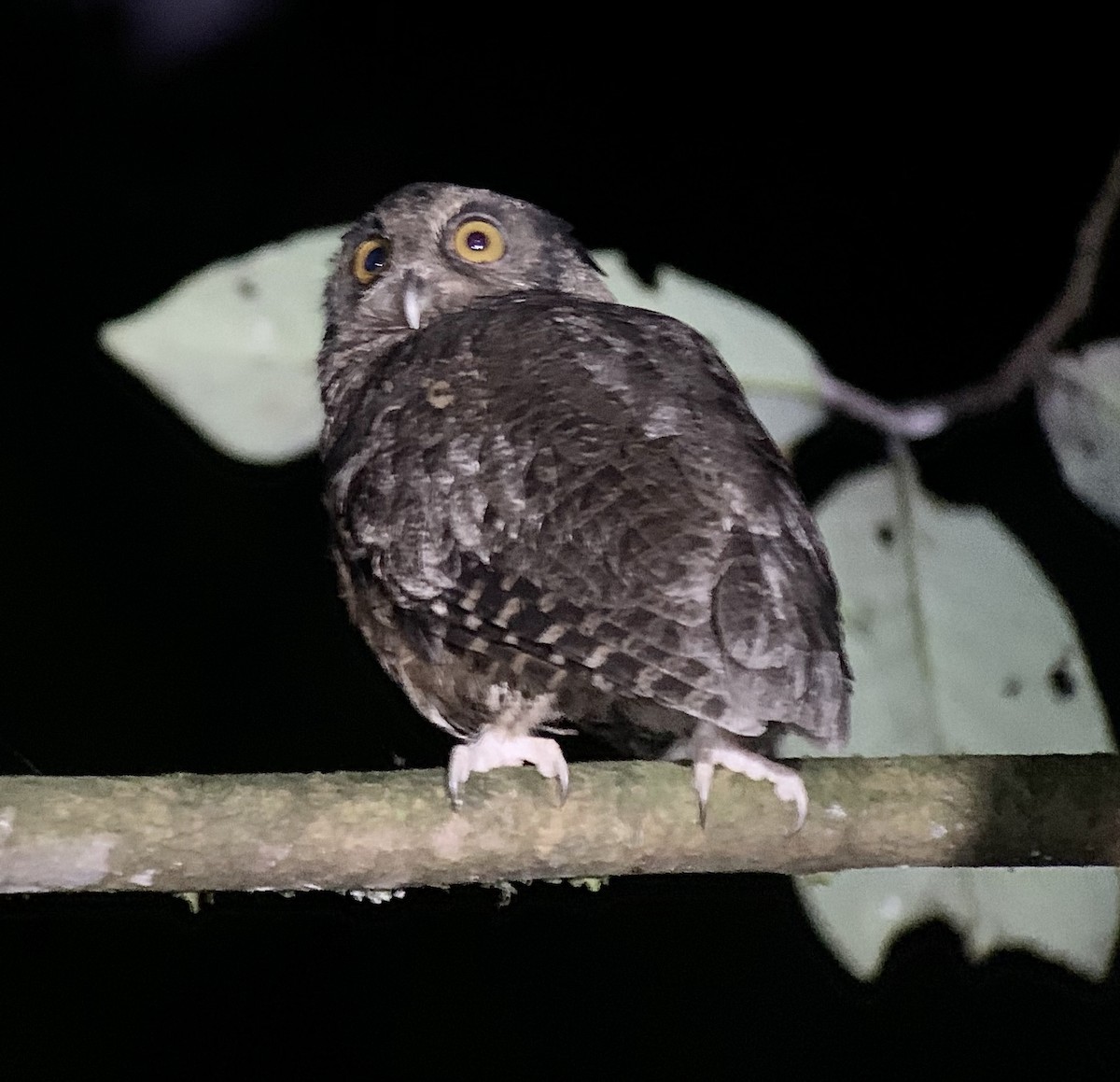 Tawny-bellied Screech-Owl - ML208935471