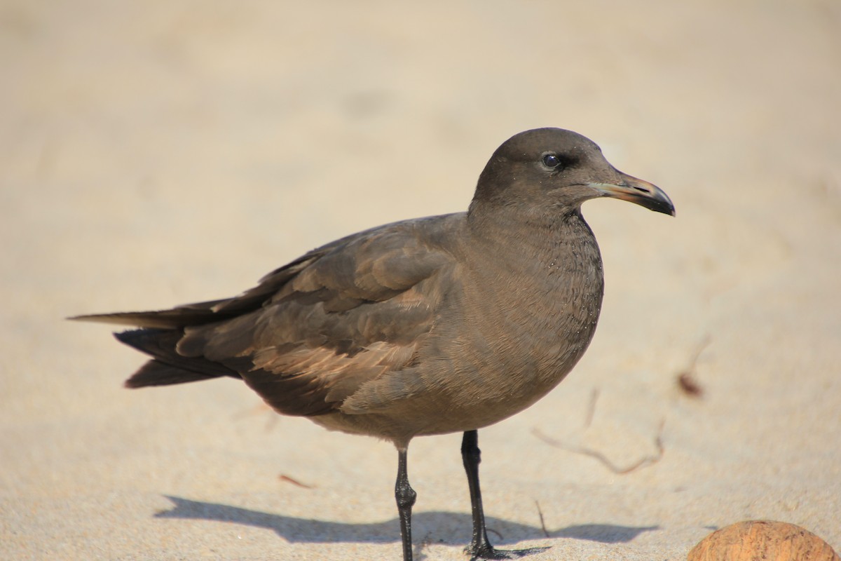 Heermann's Gull - Andrew Holzinger