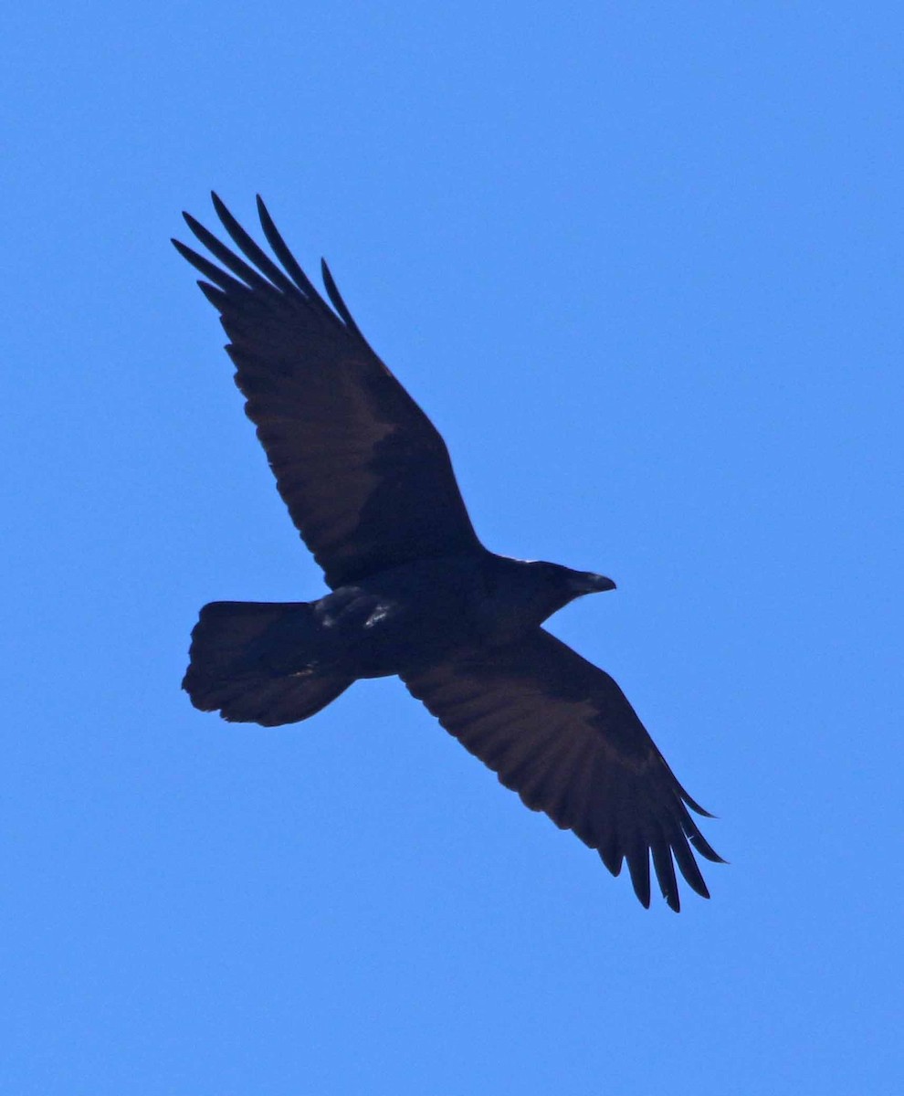 Common Raven - ML208938911