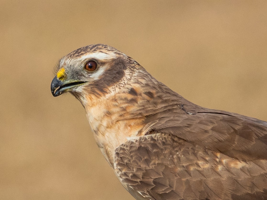 Montagu's Harrier - ML208939361