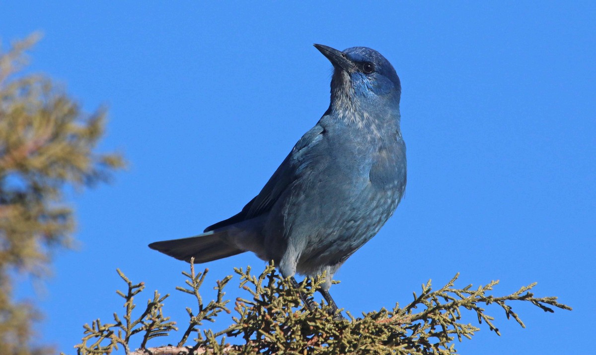 Pinyon Jay - David Leatherman