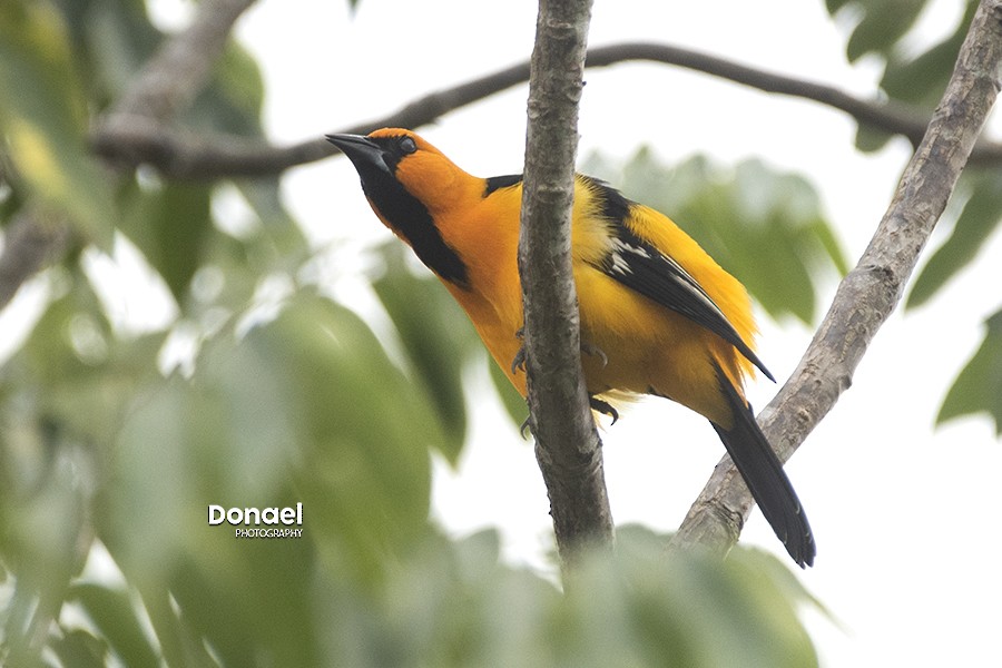 Oriole à gros bec - ML208940041