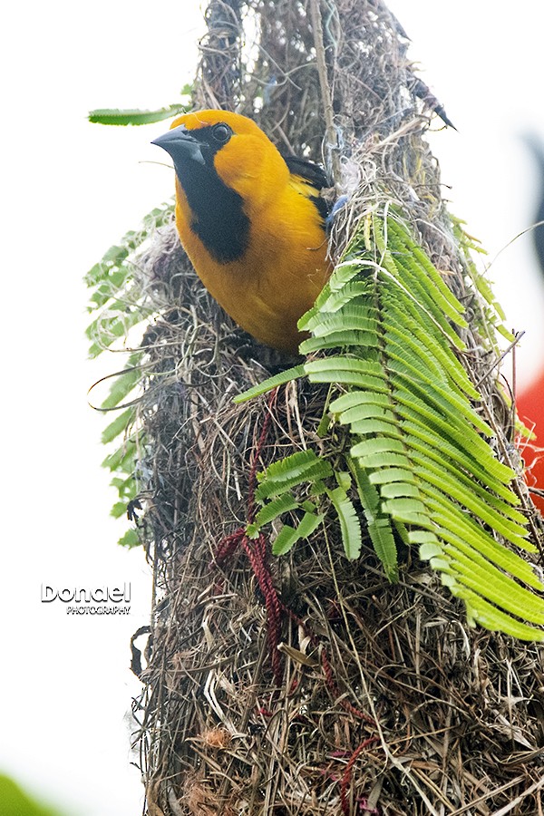 Altamira Oriole - ML208940091