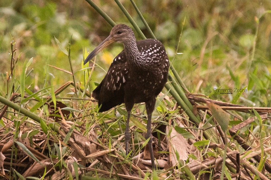 Limpkin - ML208940211