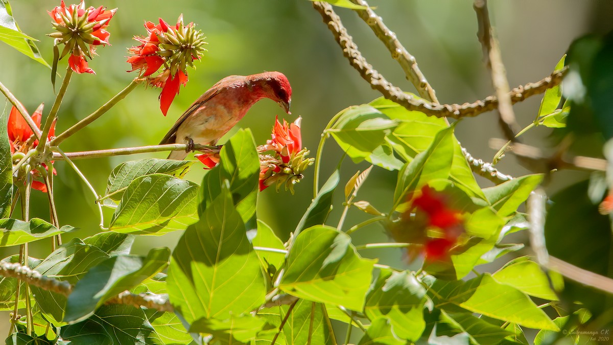 Common Rosefinch - ML208940361
