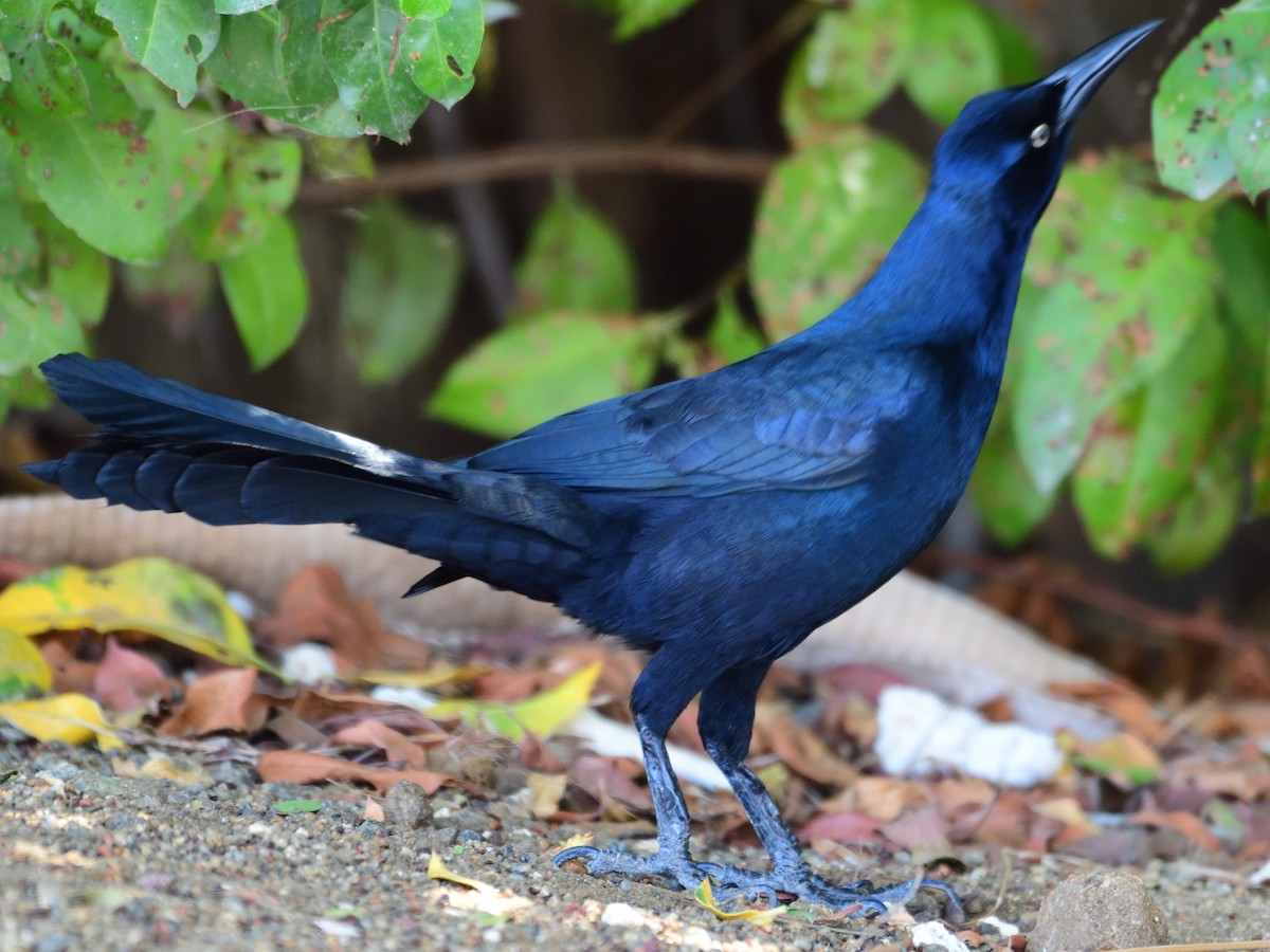 Great-tailed Grackle - ML208940701