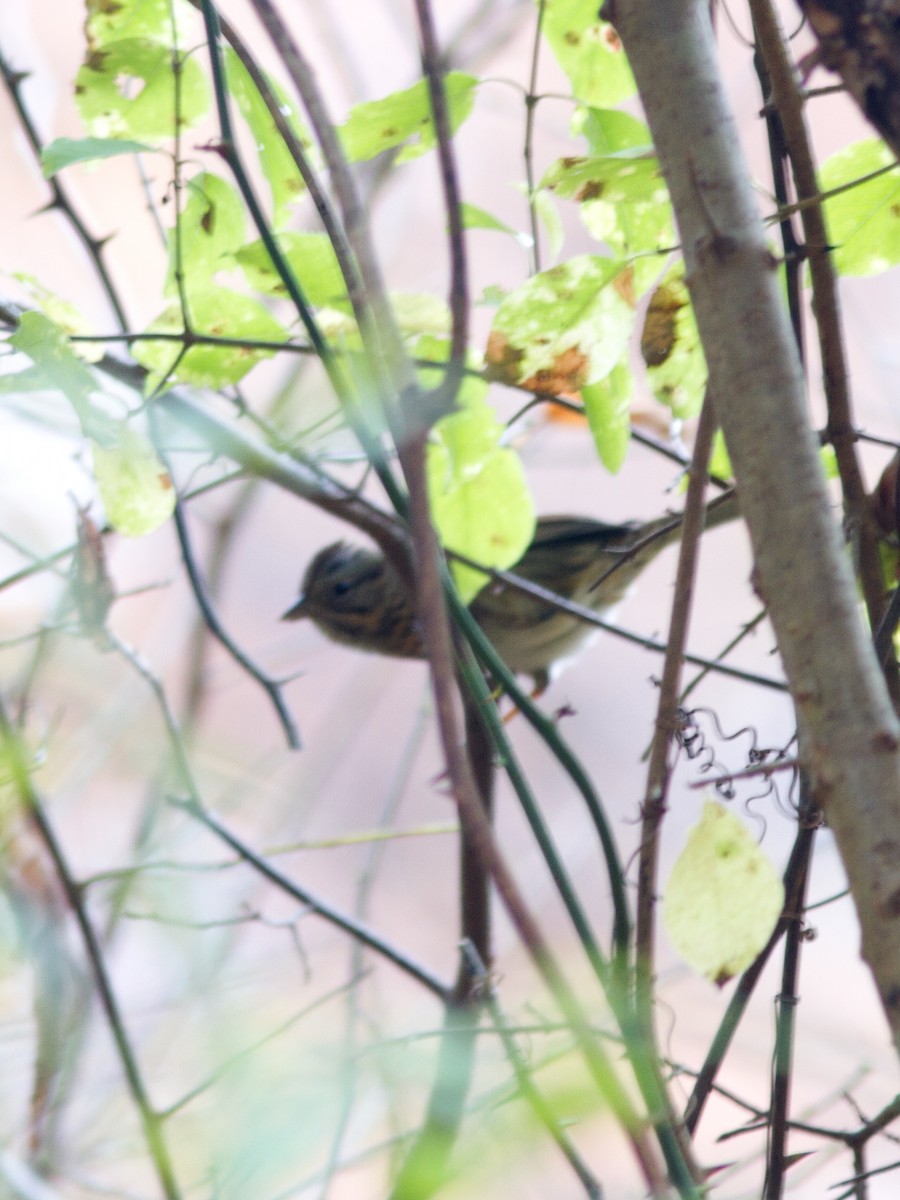 Lincoln's Sparrow - ML20894201