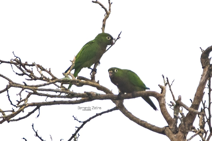 Olive-throated Parakeet - ML208942121