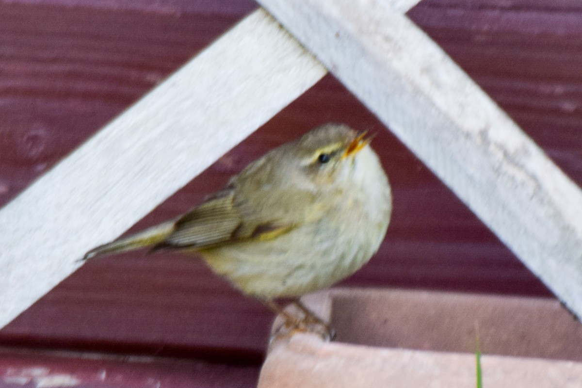 Common Chiffchaff - ML208942311