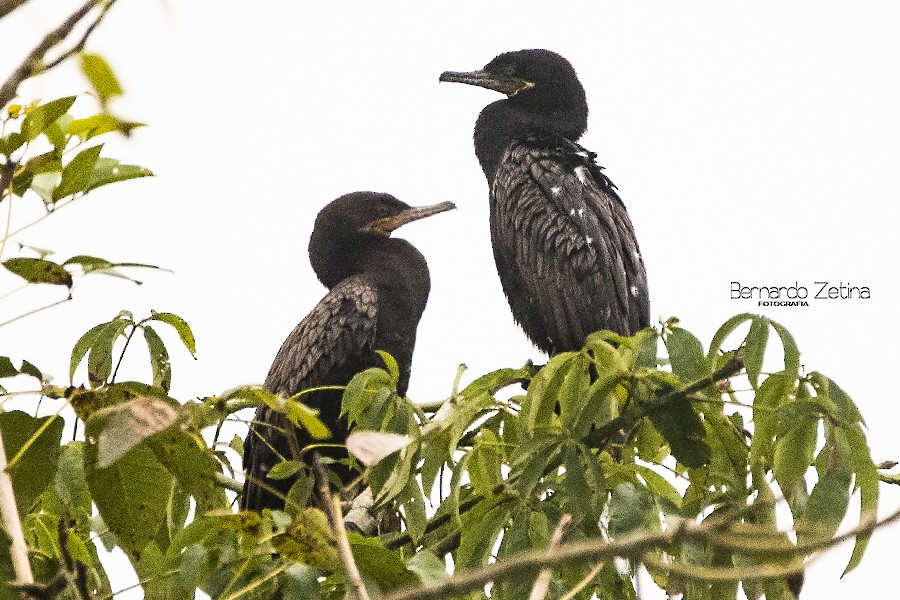 Neotropic Cormorant - ML208942451