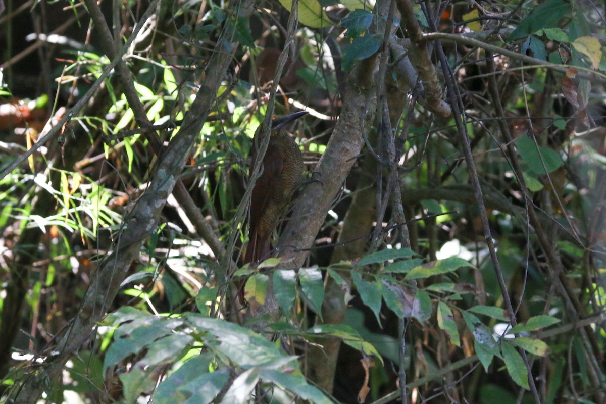 Northern Barred-Woodcreeper - ML208942571