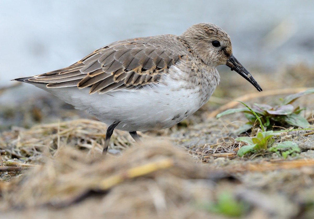 Dunlin - ML208942951