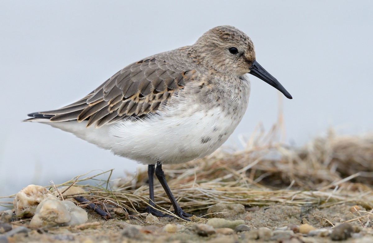 Dunlin - ML208943031