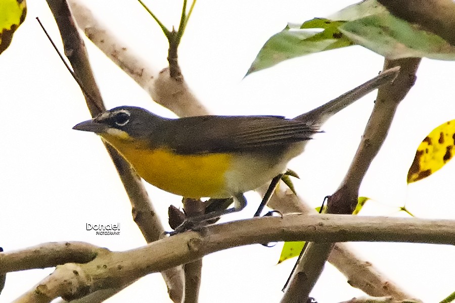 Yellow-breasted Chat - ML208943061