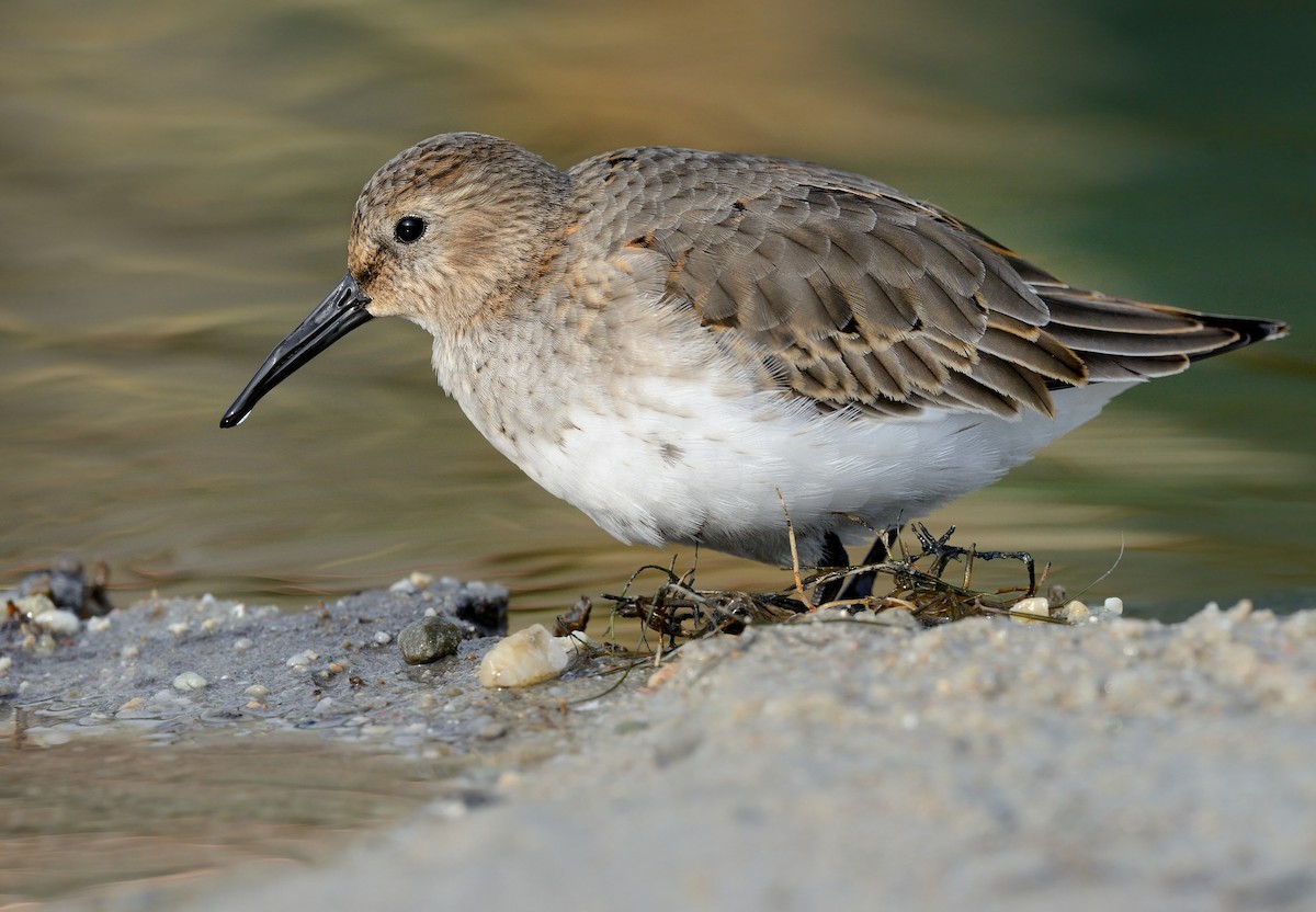 Dunlin - ML208943381