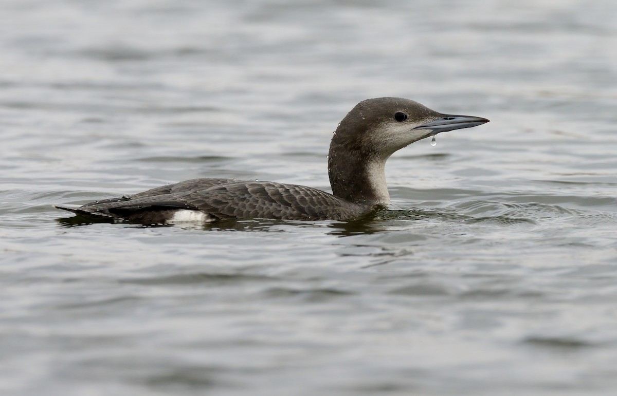 Arctic Loon - ML208943461