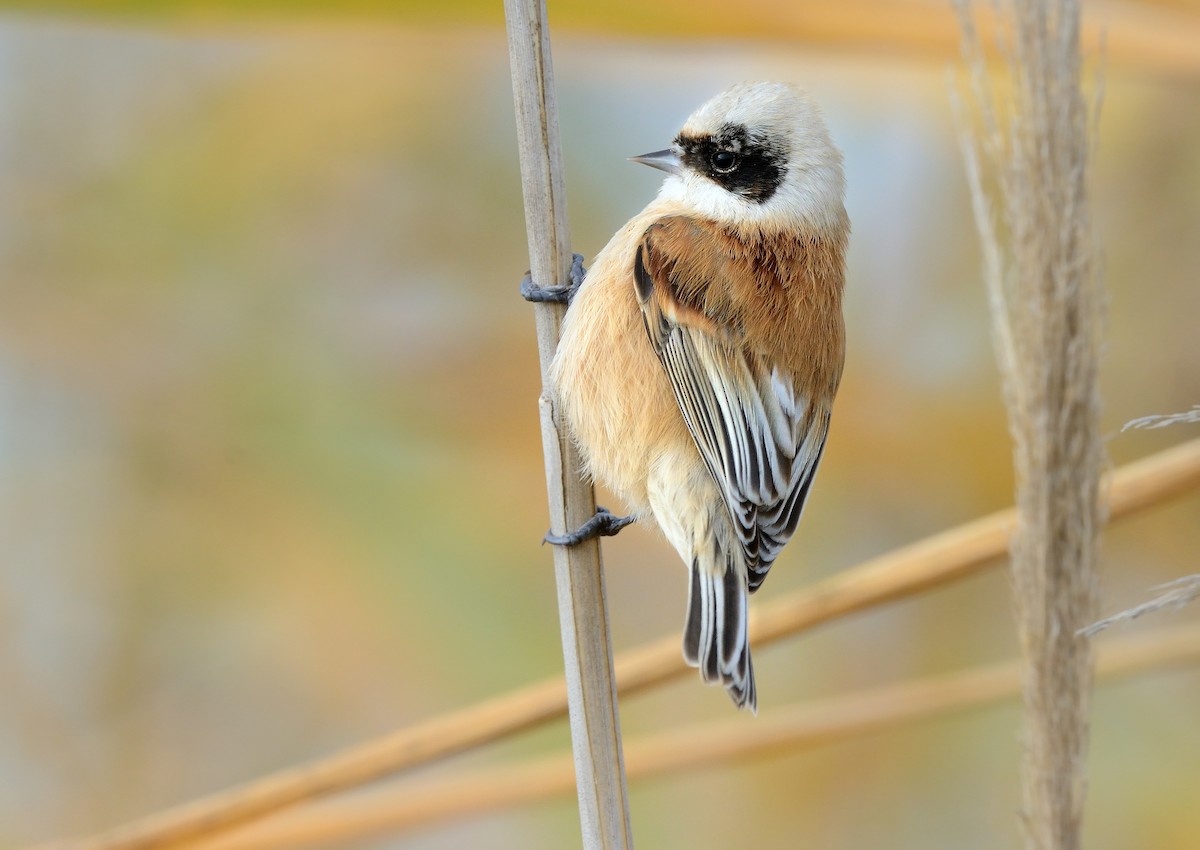 Eurasian Penduline-Tit - ML208943561