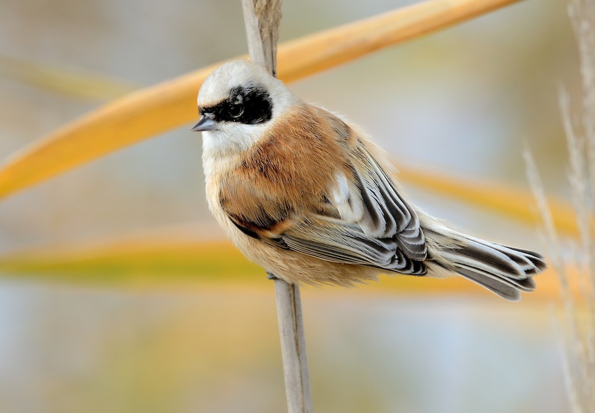 Eurasian Penduline-Tit - ML208943581