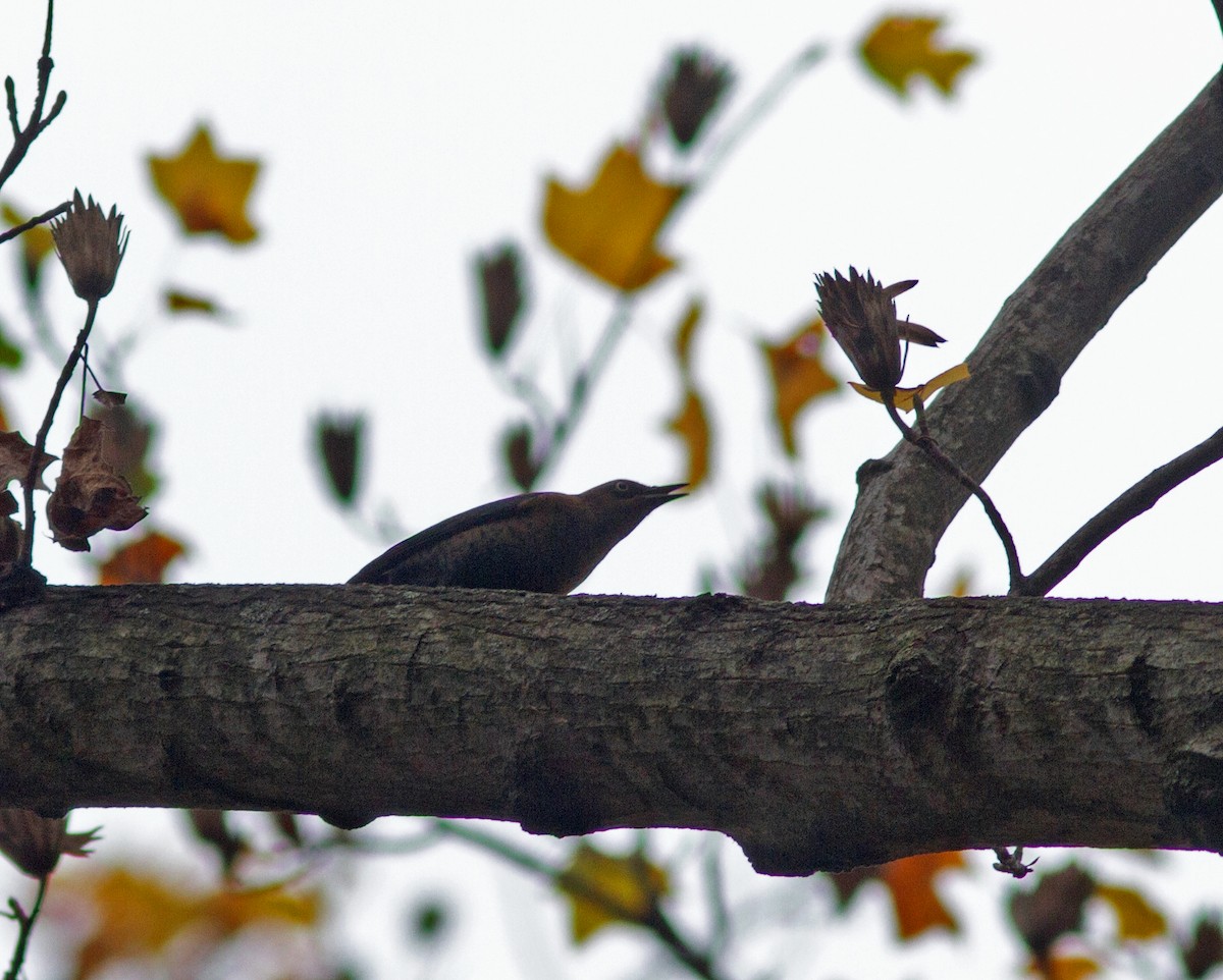 Rusty Blackbird - ML20894361