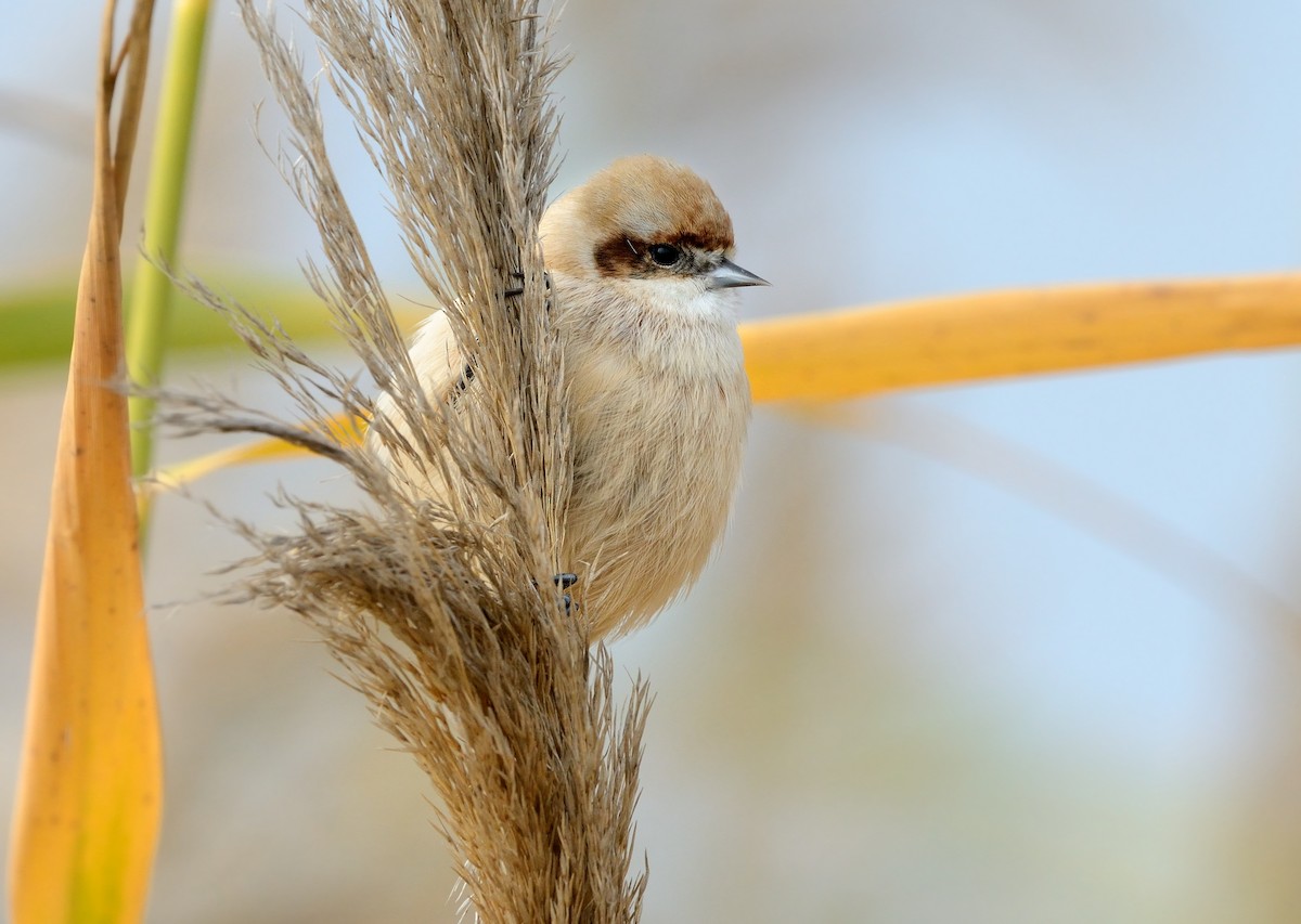 Eurasian Penduline-Tit - ML208943681